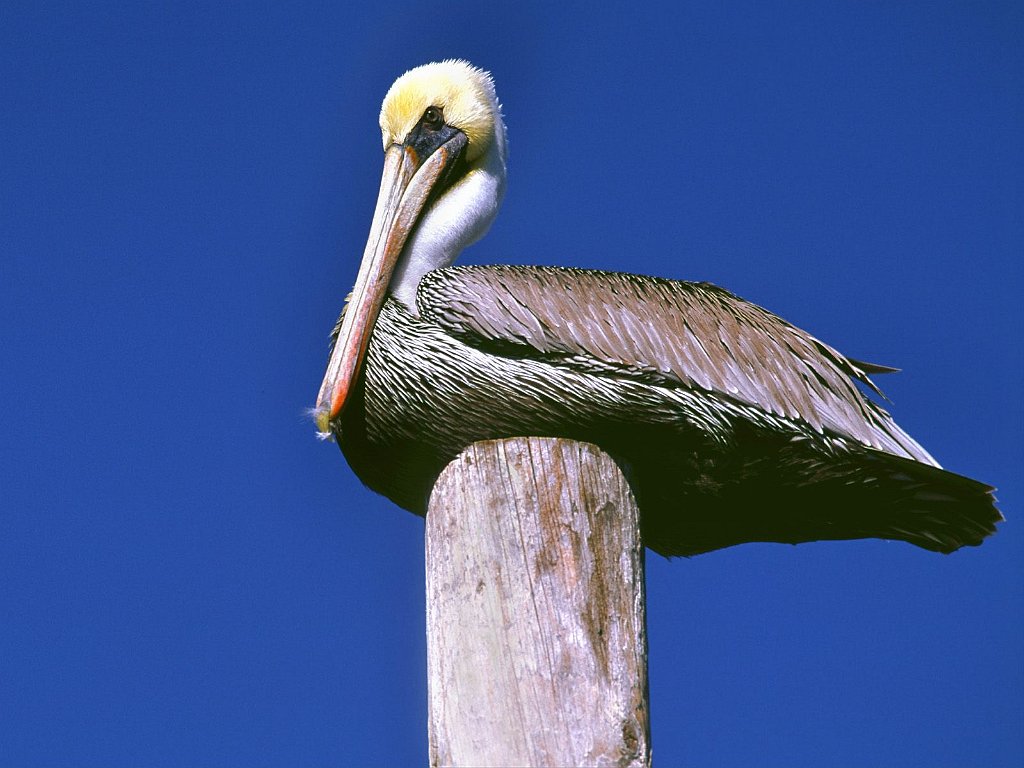 Pelican, Santa Monica, California
